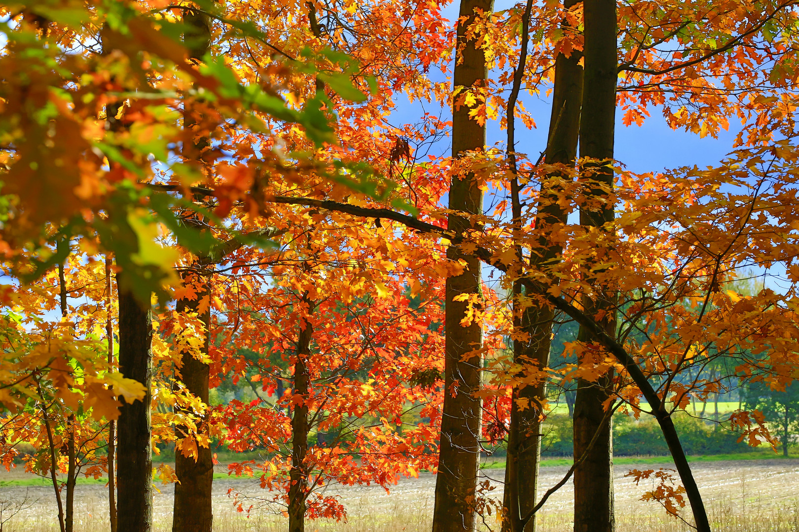 Bunter Herbst