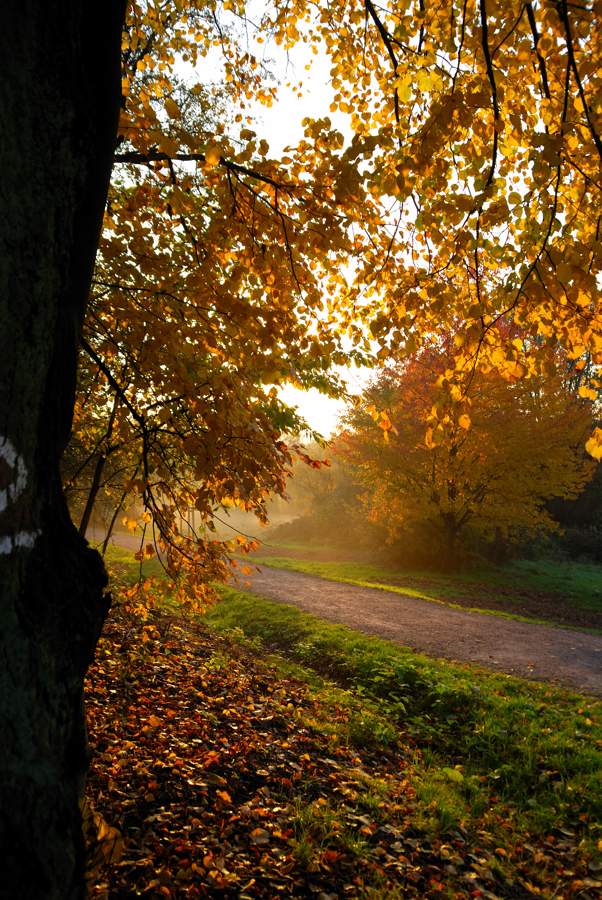 bunter Herbst am Weg