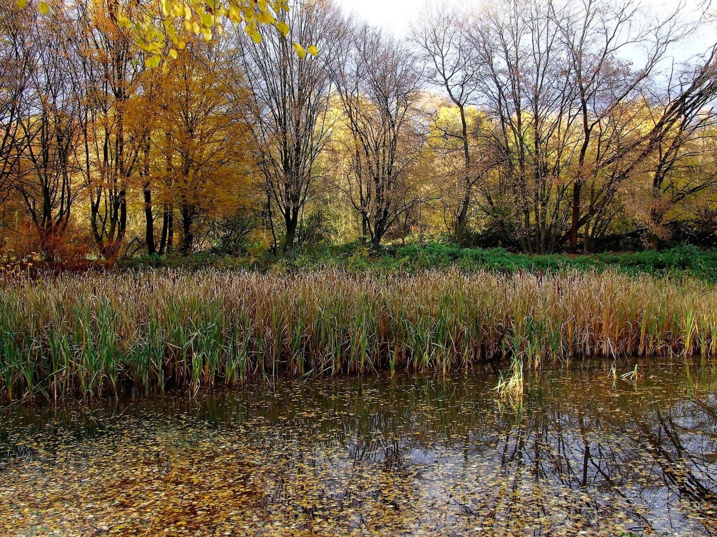 Bunter Herbst am Weiher