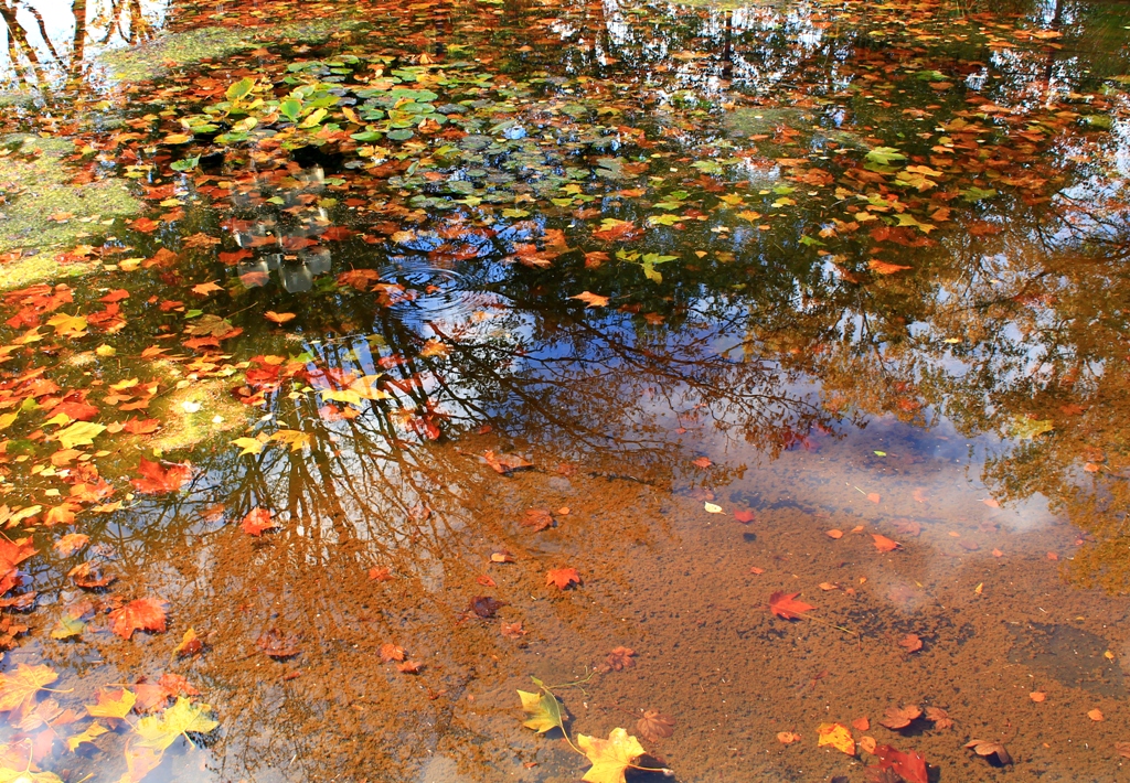 Bunter Herbst auf den Teich geweht