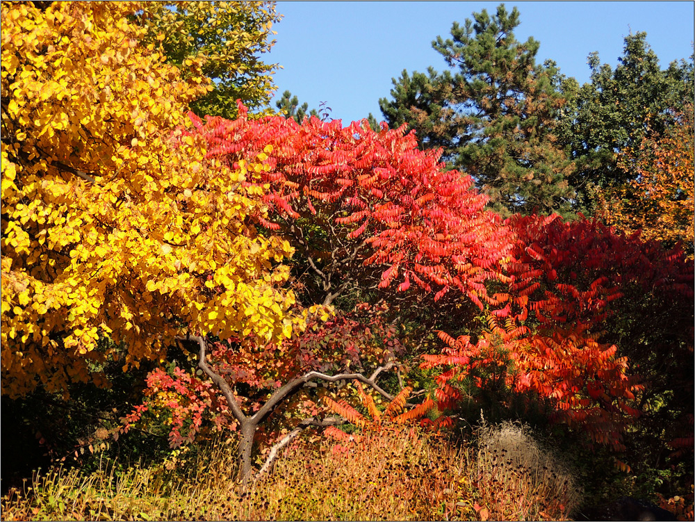 Bunter Herbst