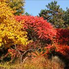 Bunter Herbst