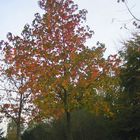 bunter Herbst-Baum