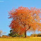 Bunter Herbst