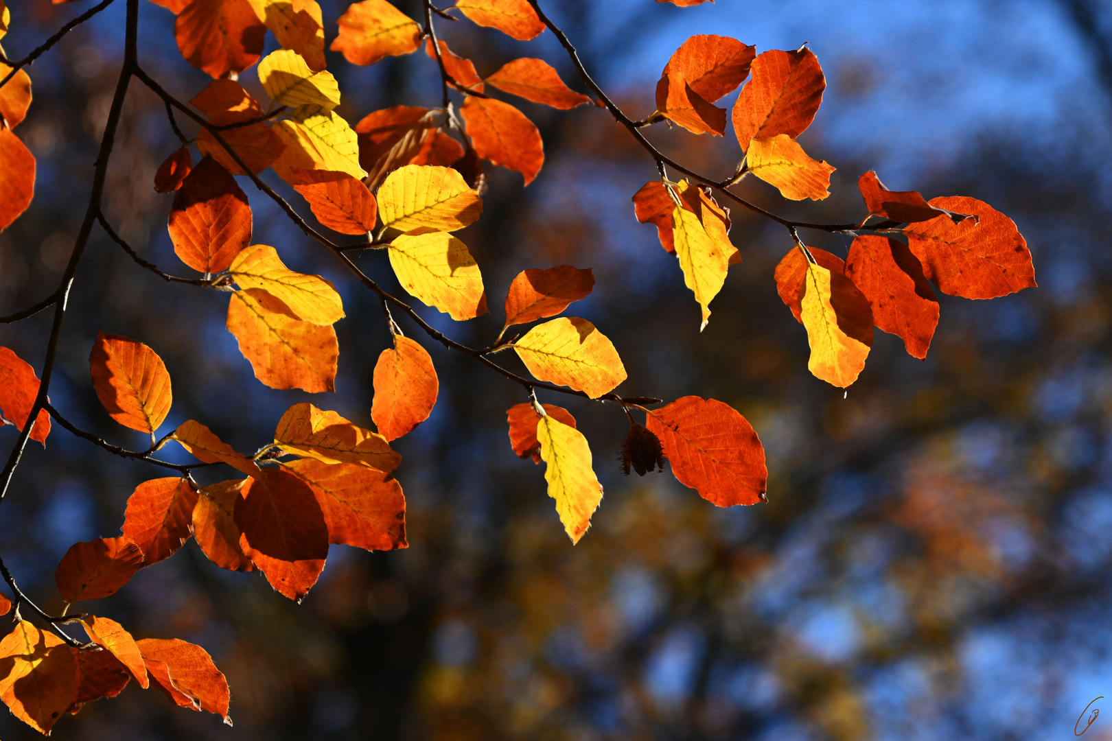 Bunter Herbst