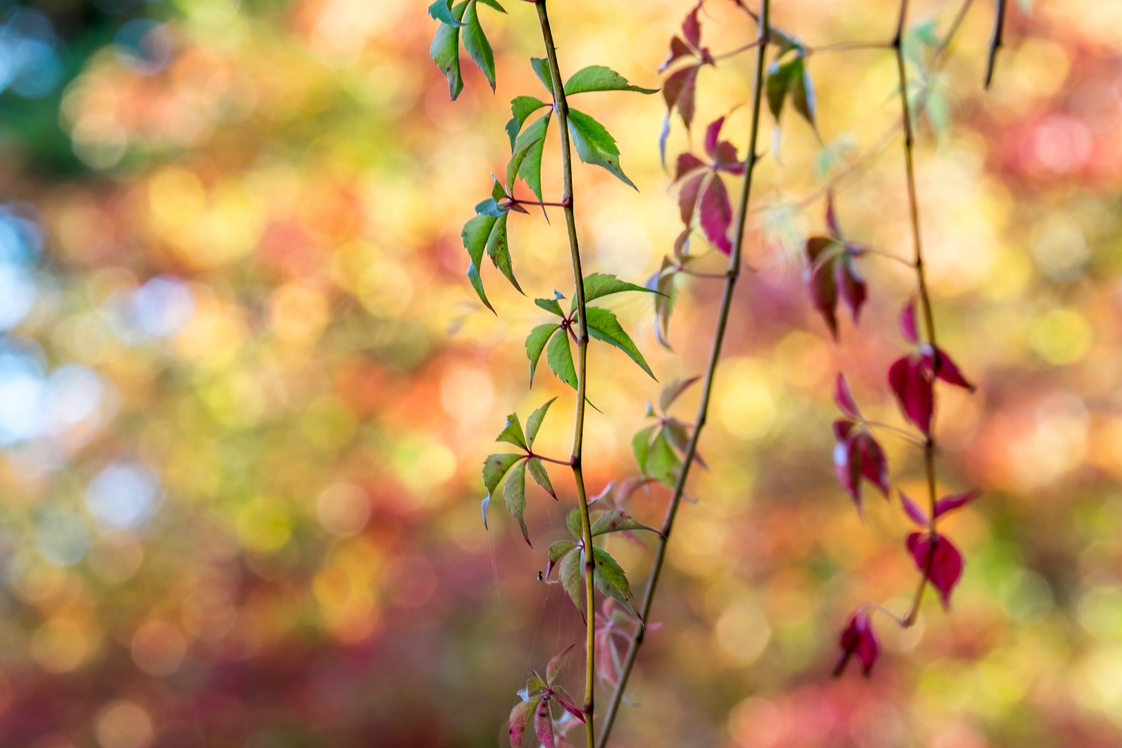 Bunter Herbst