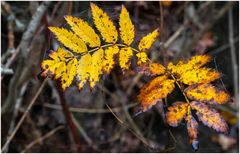 bunter Herbst