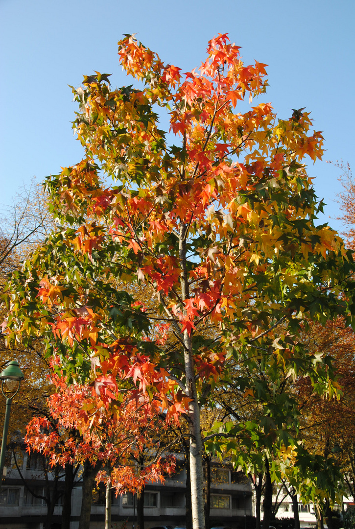 Bunter Herbst