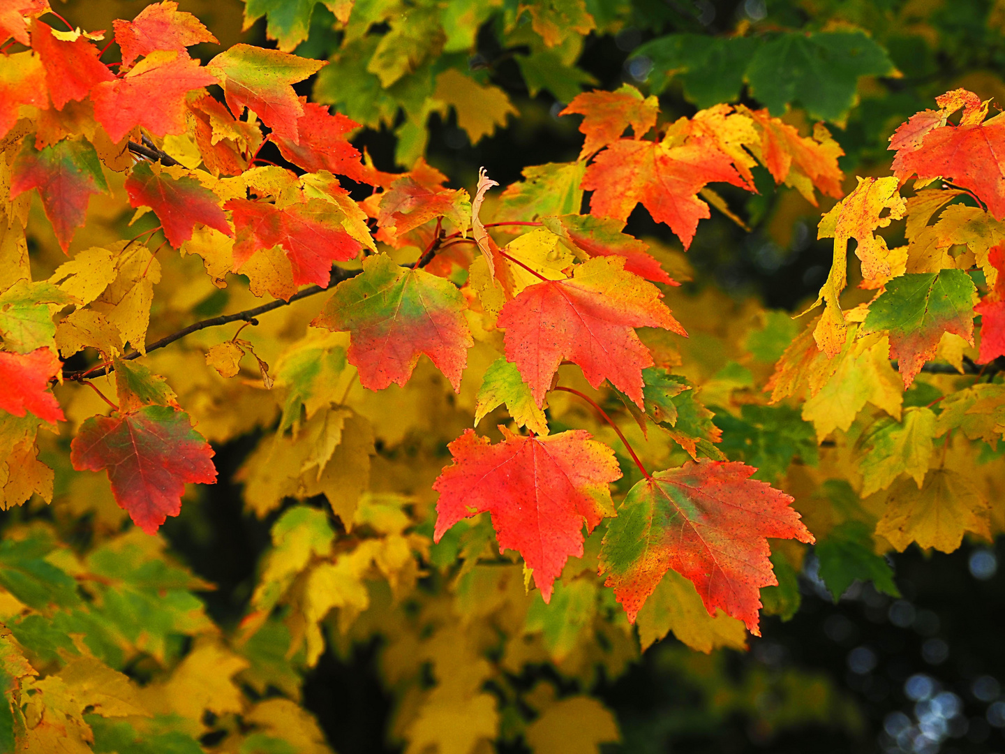 Bunter Herbst Foto & Bild | pflanzen, pilze & flechten, bäume ... Bunter Herbst Foto & Bild | pflanzen, pilze & flechten, bäume ...