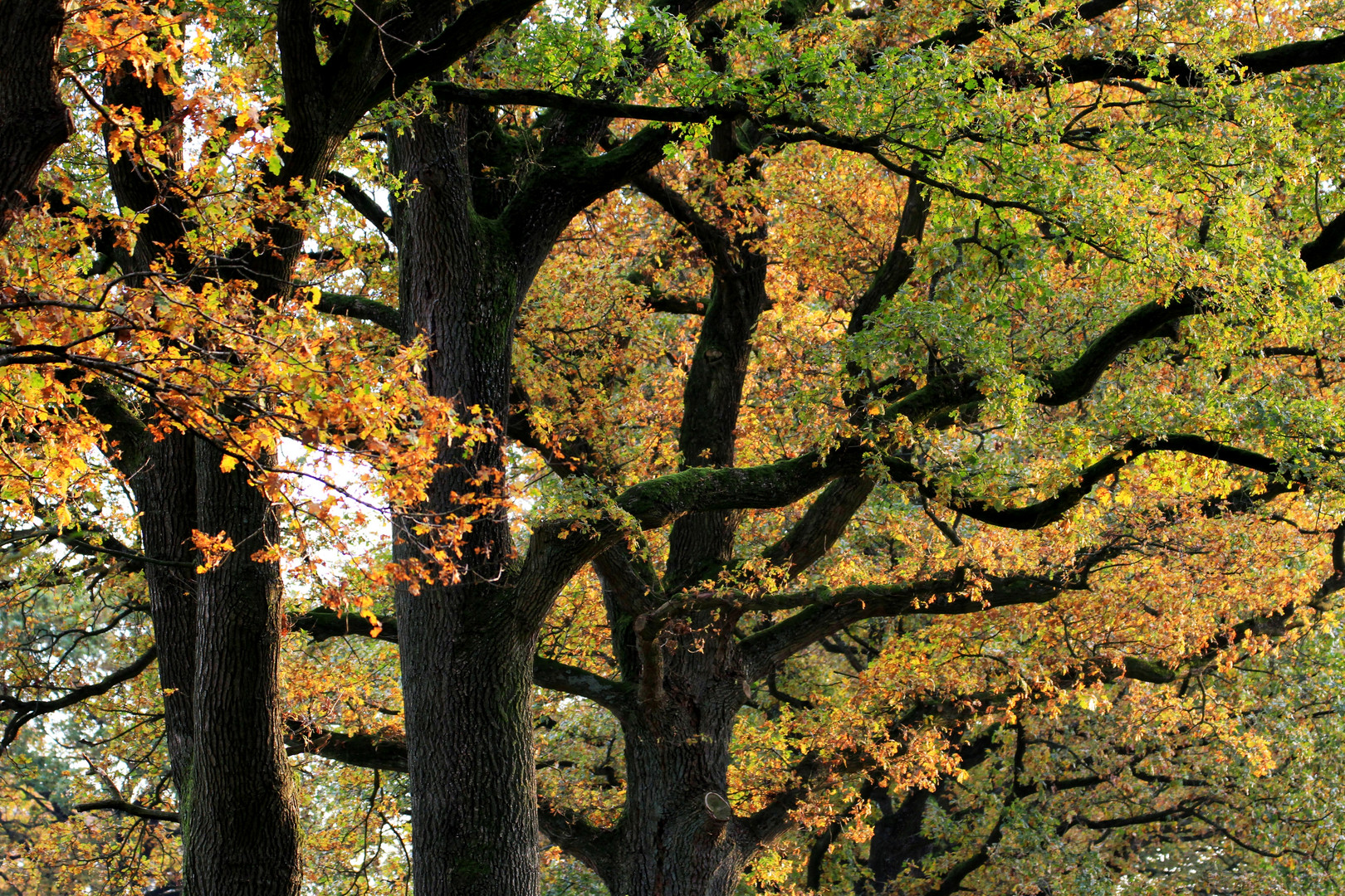 bunter herbst - colourful autumn