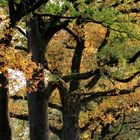 bunter herbst - colourful autumn