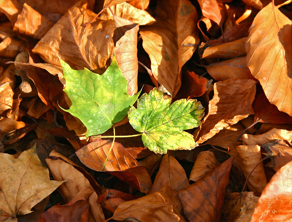 bunter Herbst