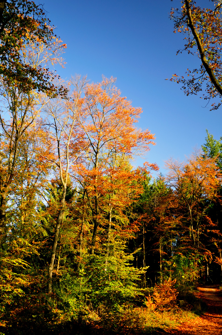 Bunter Herbst