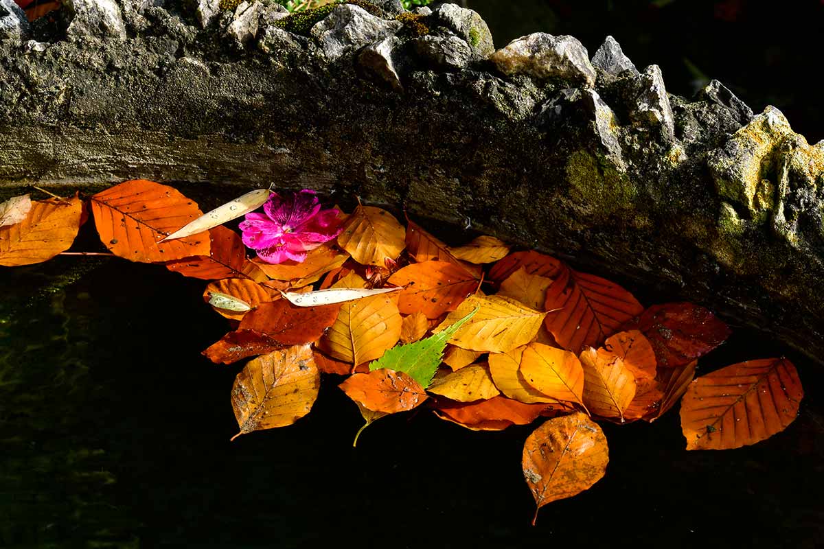 Bunter Herbst