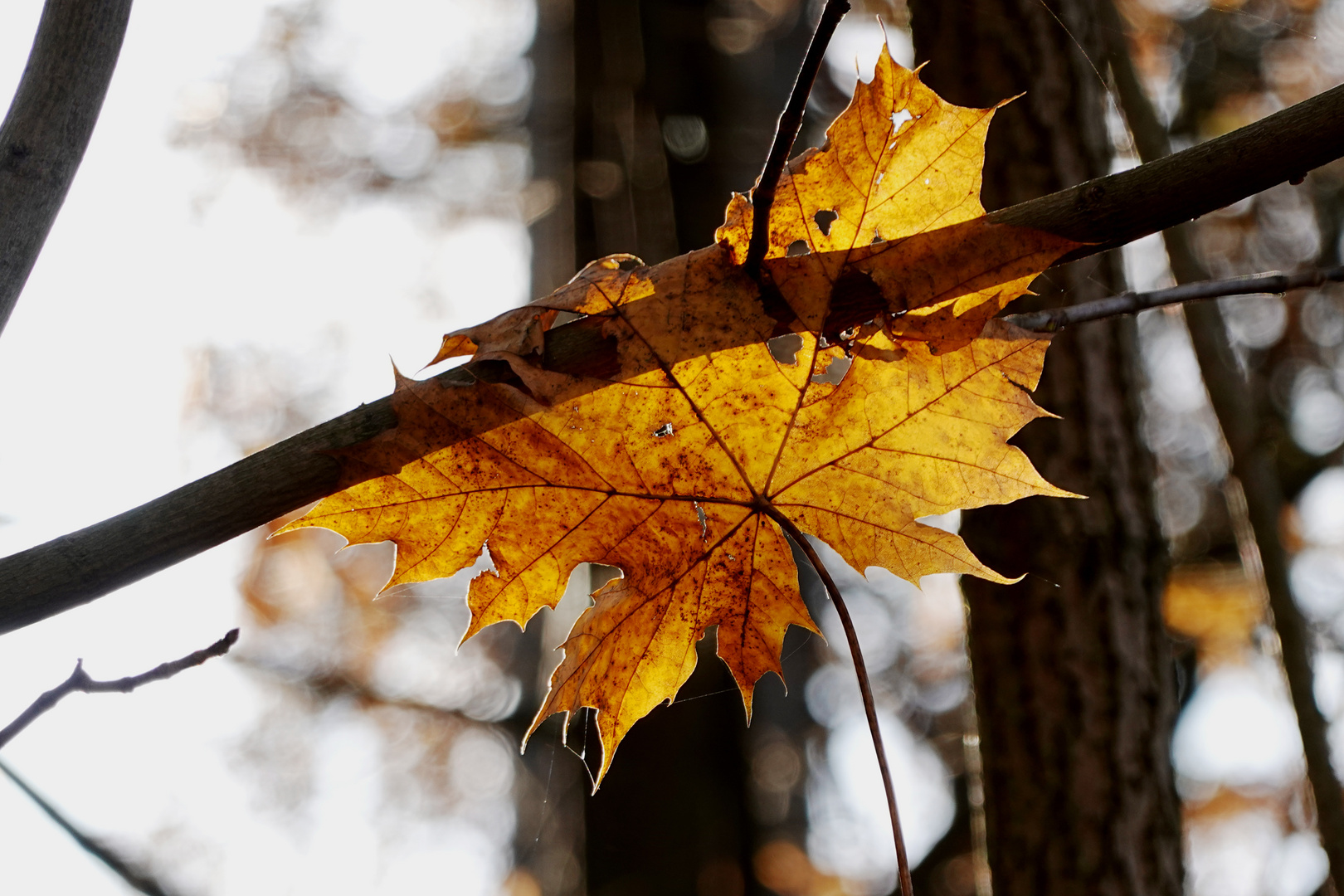 Bunter Herbst