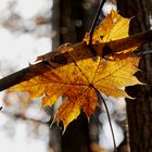 Bunter Herbst