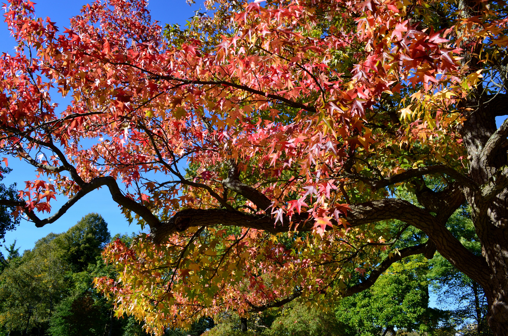 bunter Herbst