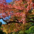 bunter Herbst