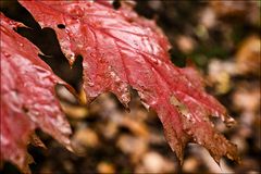 Bunter Herbst