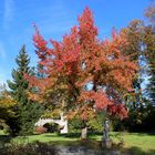 Bunter Herbst im Dreilindenpark ...