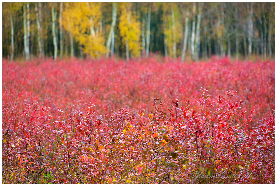 Bunter Herbst im Teufelsmoor