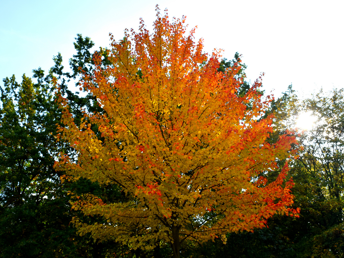 Bunter Herbst in Berlin