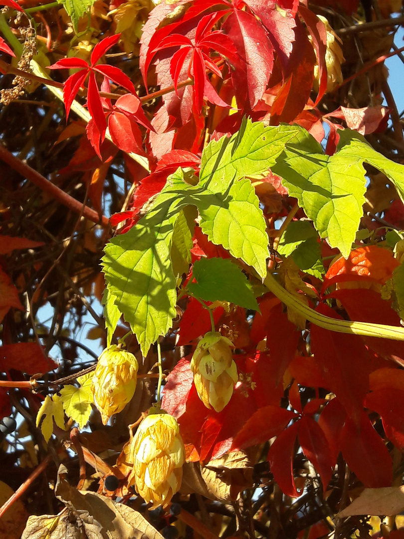 bunter Herbst, Wein (Selbskletternde Jungfernrebe), Hopfenzapfen, Beeren