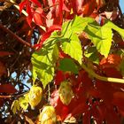 bunter Herbst, Wein (Selbskletternde Jungfernrebe), Hopfenzapfen, Beeren