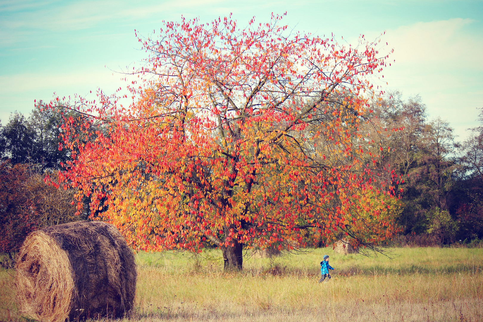 bunter HerbstBAUM