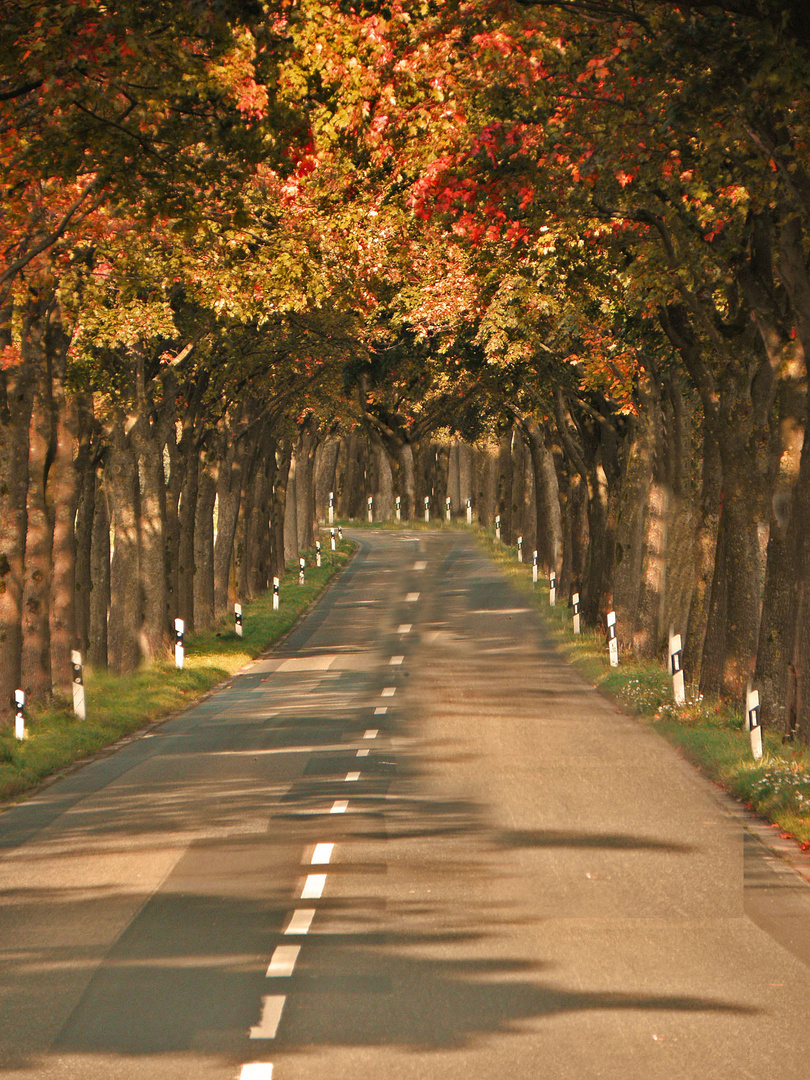 Bunter Herbstlaub