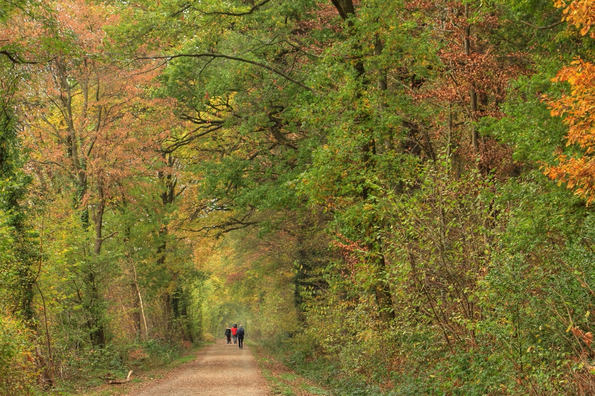 Bunter Herbstlaubtunnel...