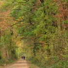 Bunter Herbstlaubtunnel...