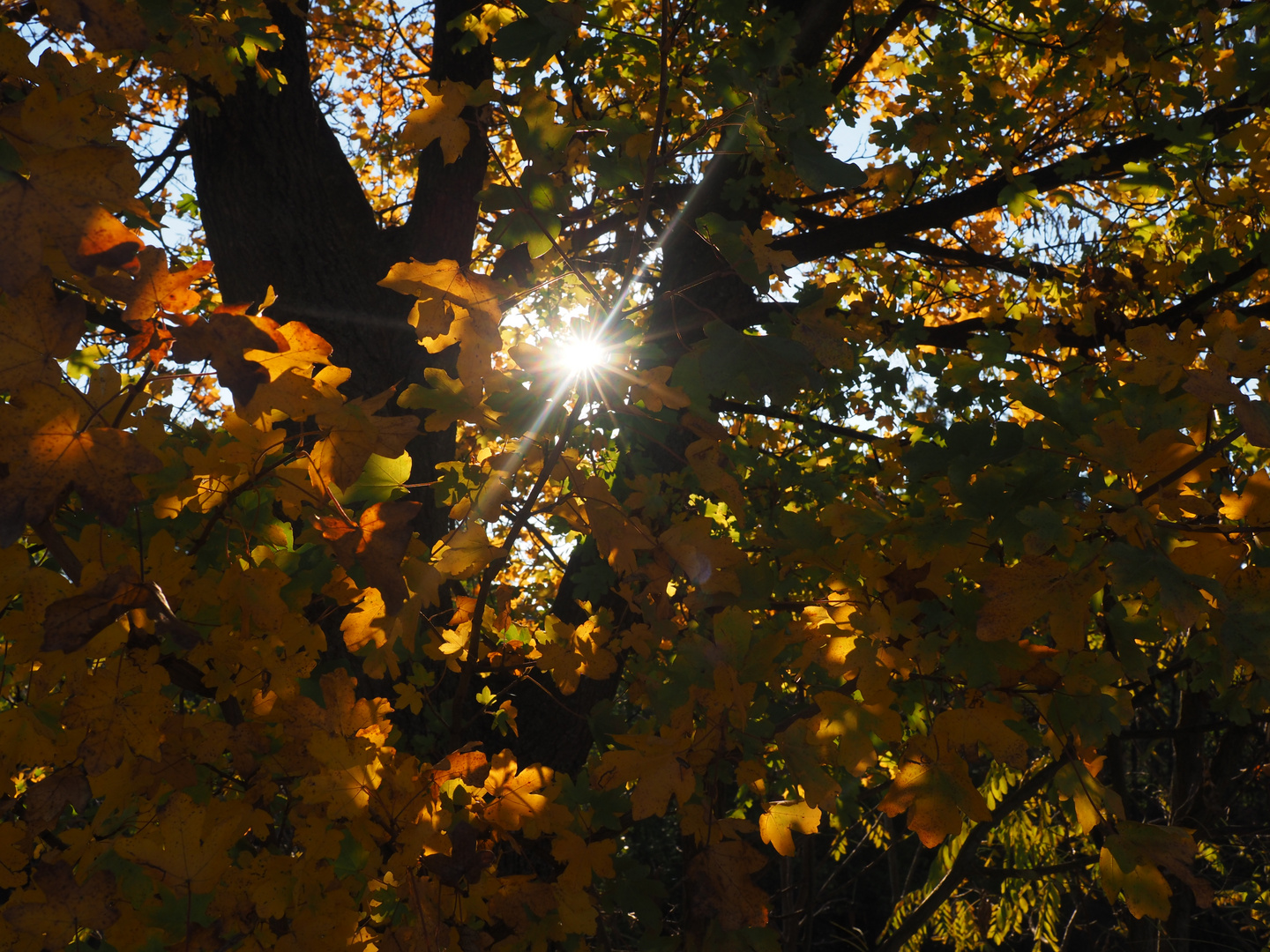 bunter, herbstlicher Sonntag mit Sonne