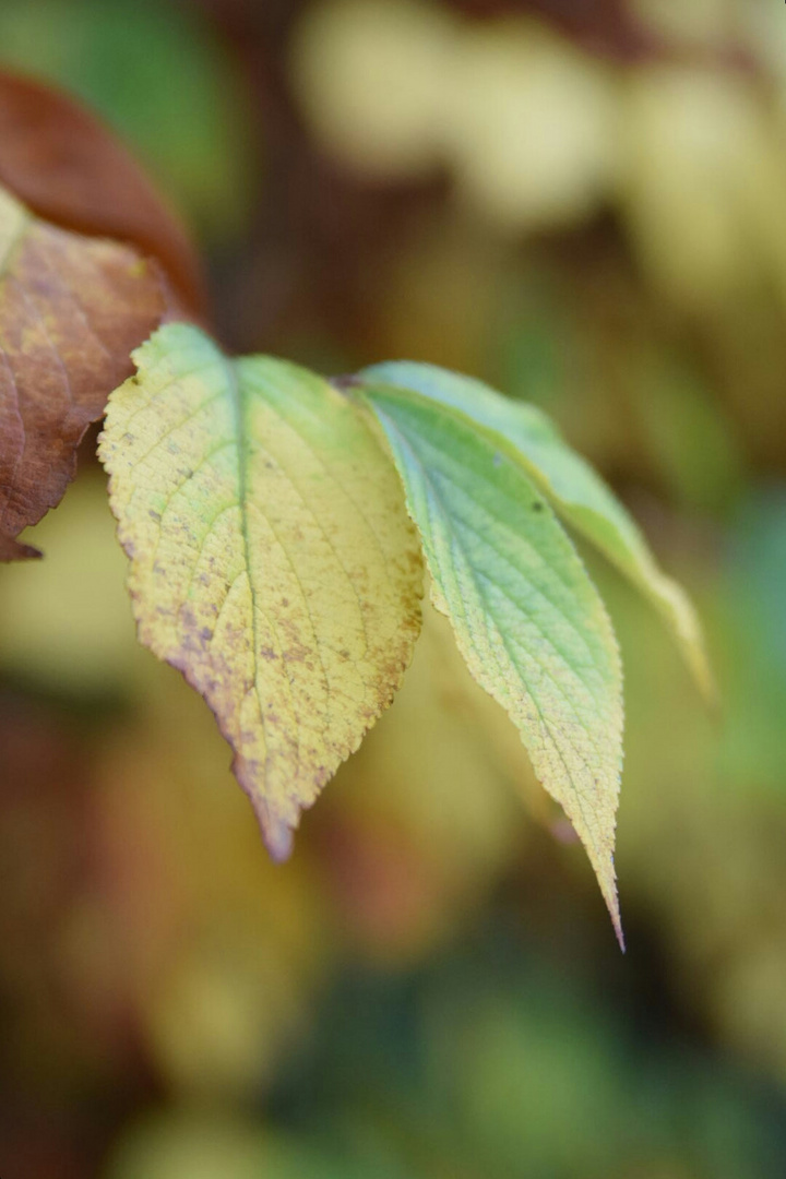 bunter Herbsttag