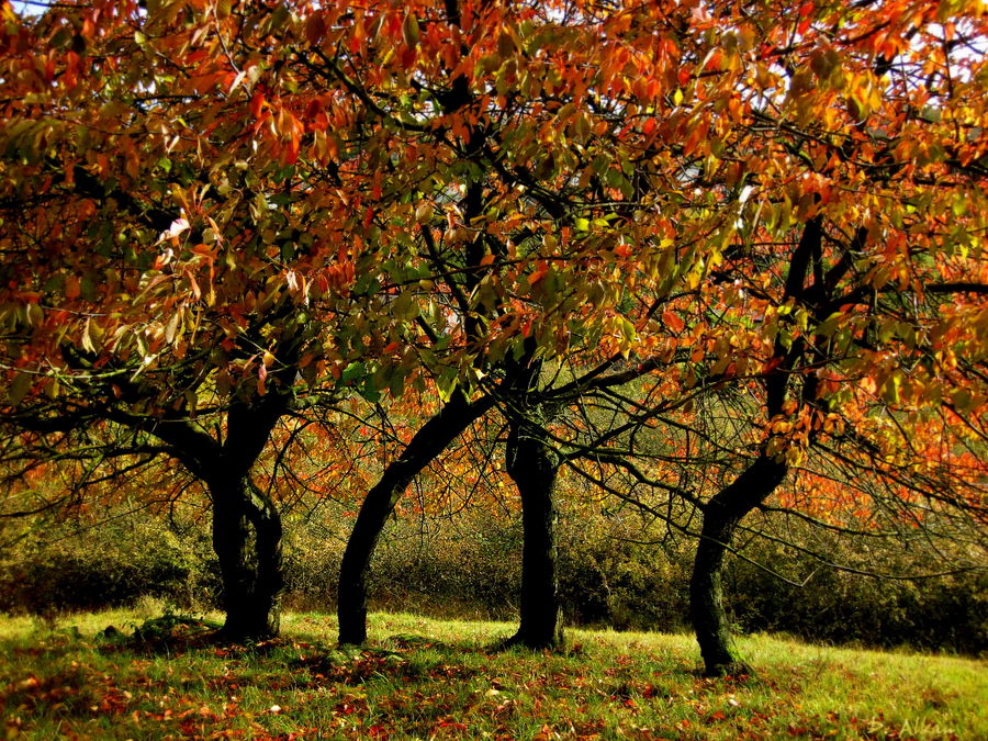 bunter "Herbsttanz"...