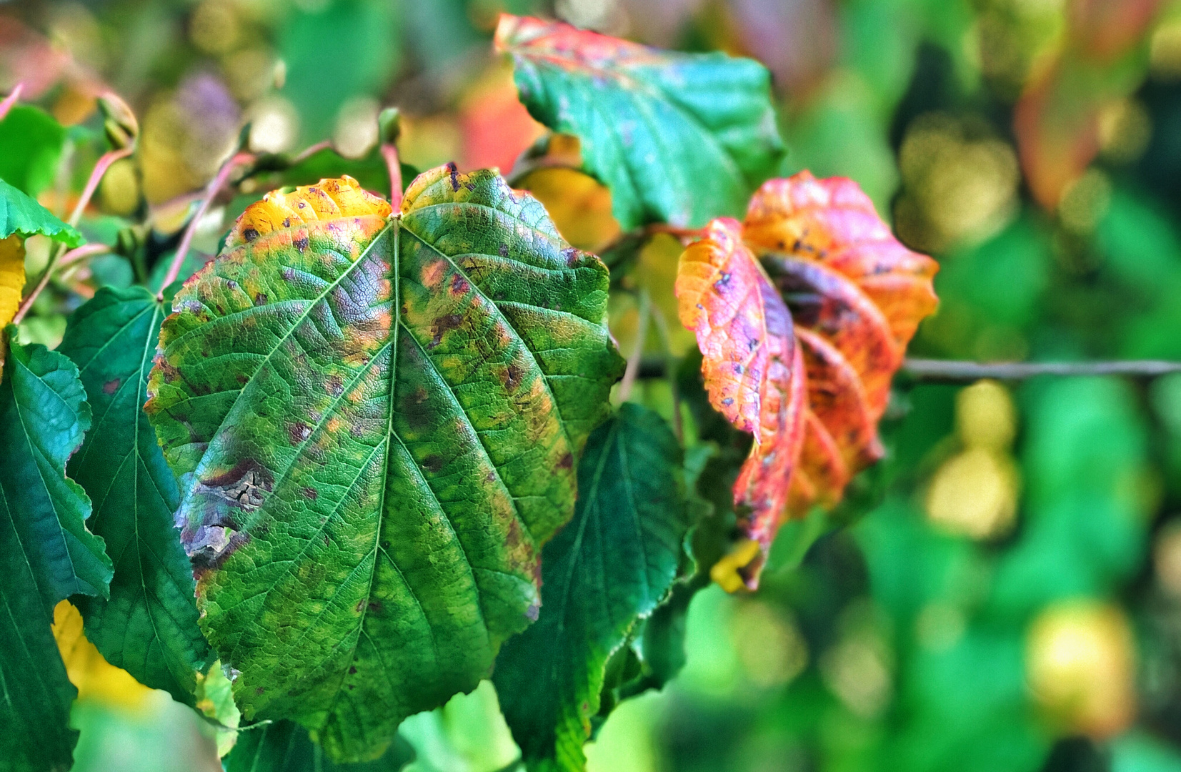 Bunter Herbsttraum