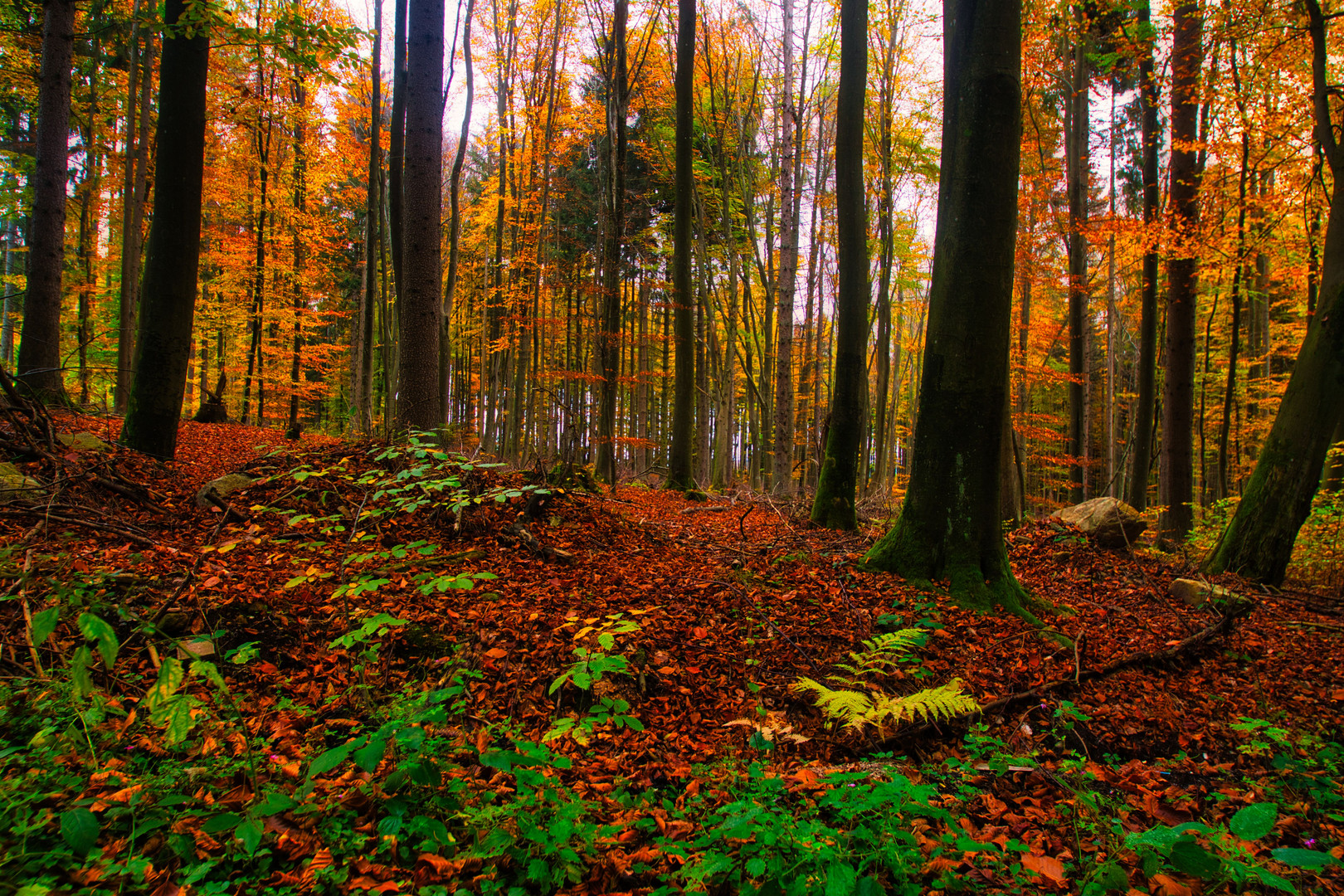 Bunter Herbstwald 