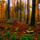 Bunter Herbstwald 