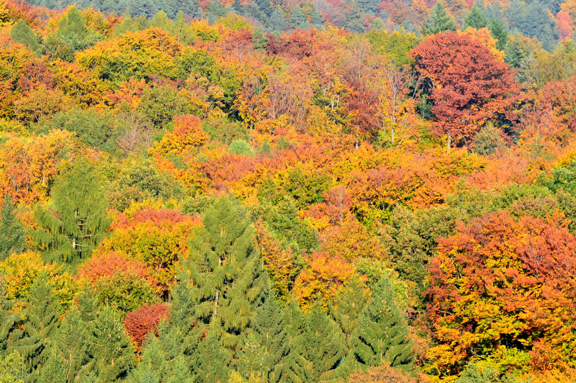 Bunter Herbstwald