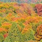 Bunter Herbstwald