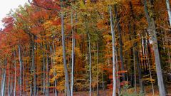 bunter Herbstwald