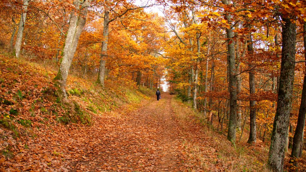 Bunter Herbstwald