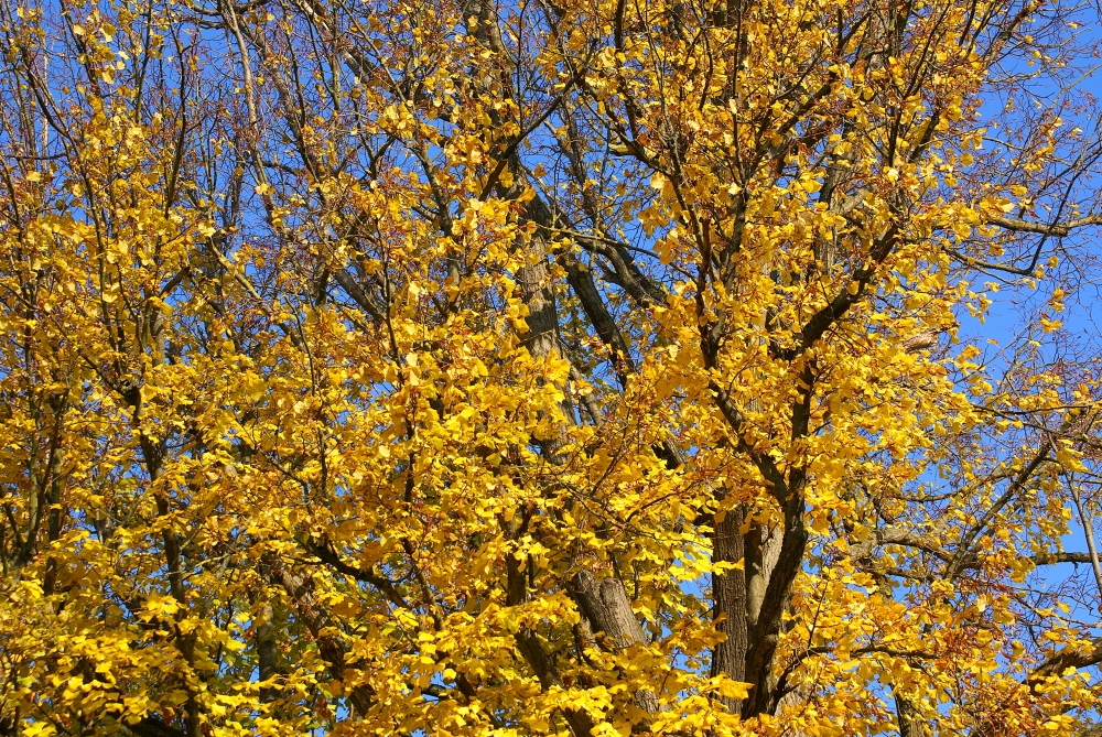 Bunter Herbstwald