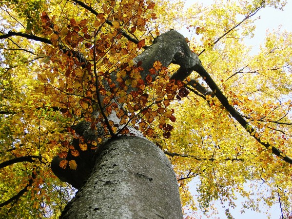 bunter Herbstwald