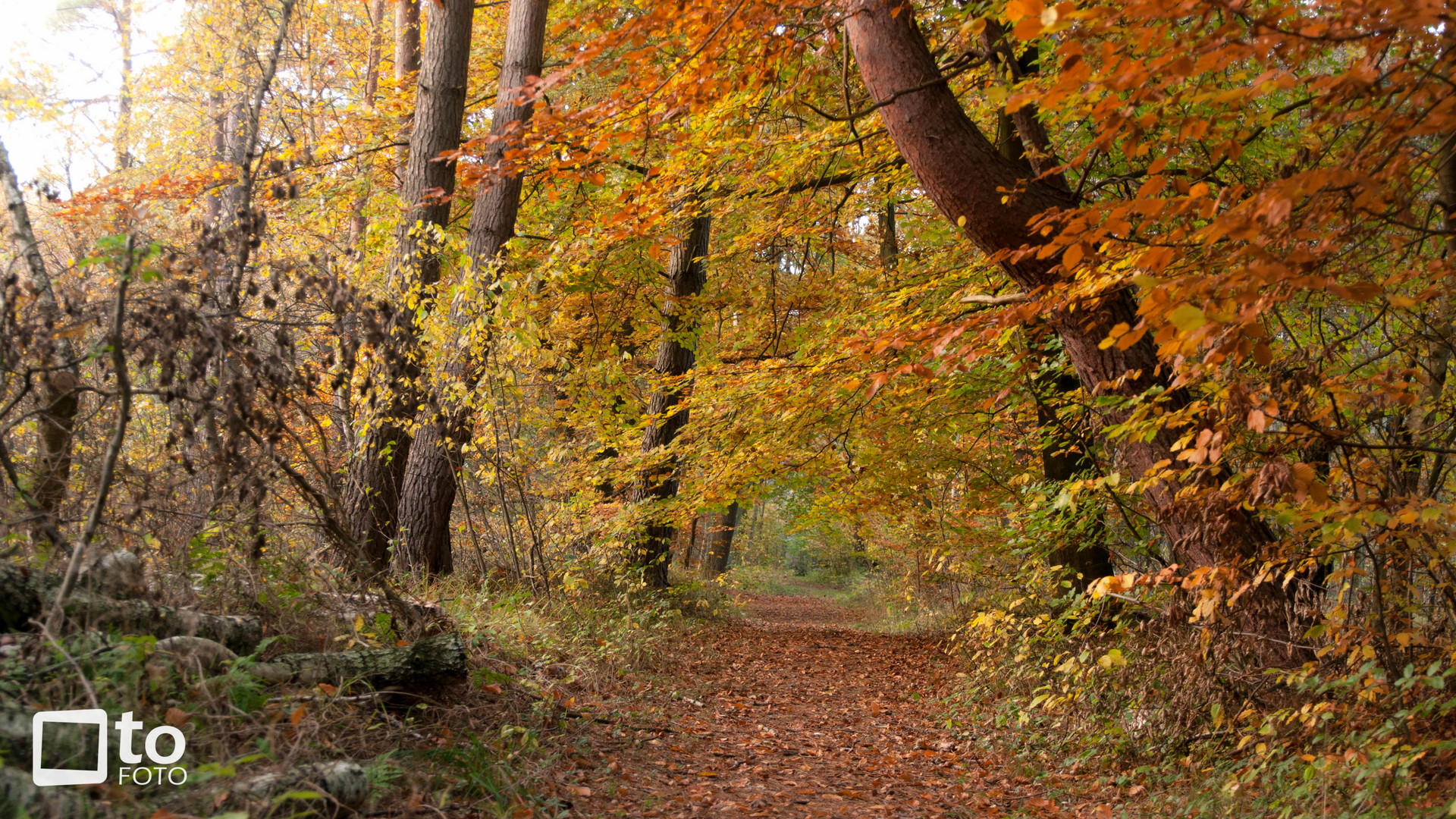 Bunter Herbstwald.