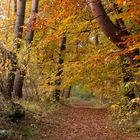 Bunter Herbstwald.