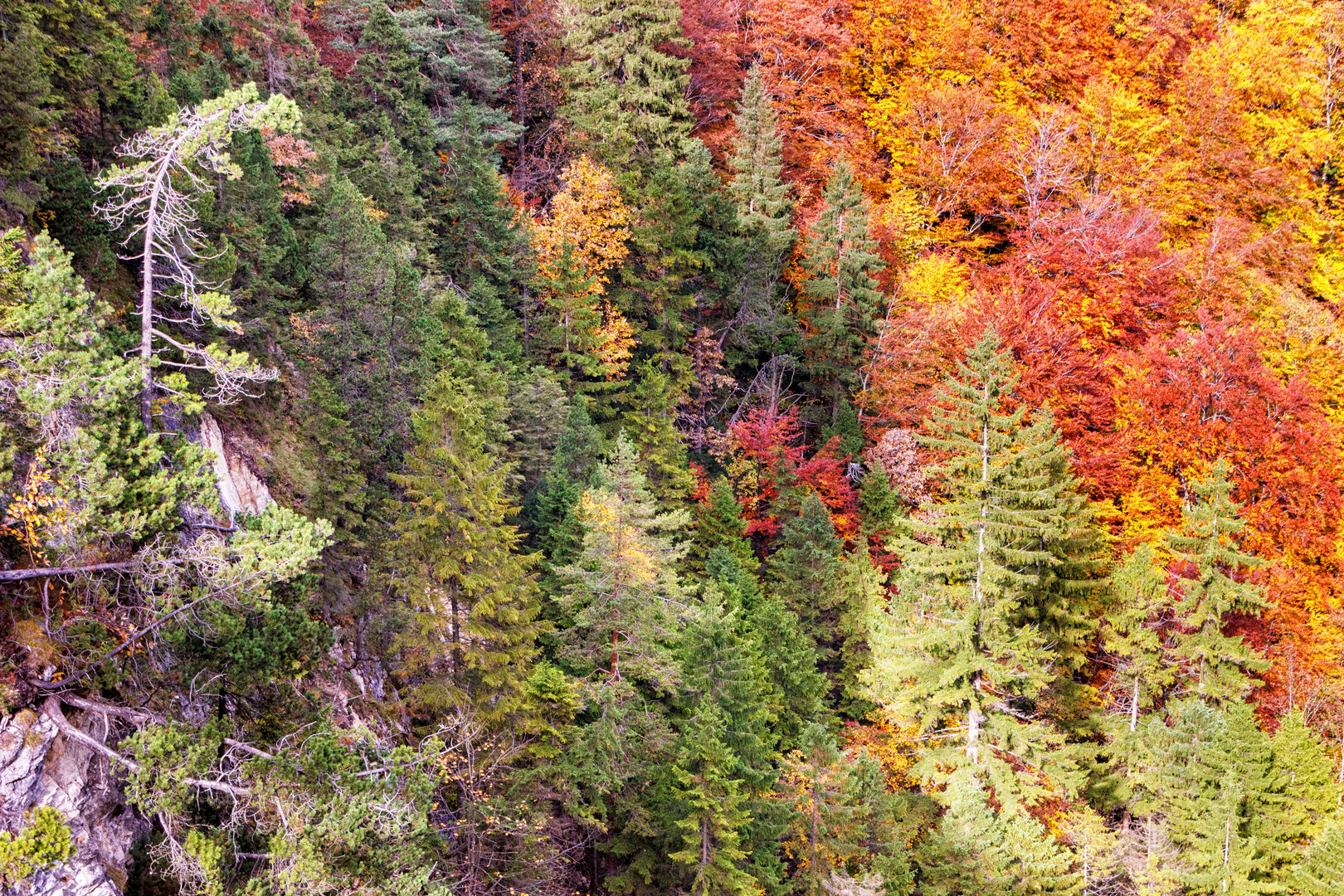 Bunter Herbstwald auf einem Berghang