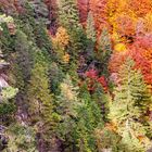 Bunter Herbstwald auf einem Berghang