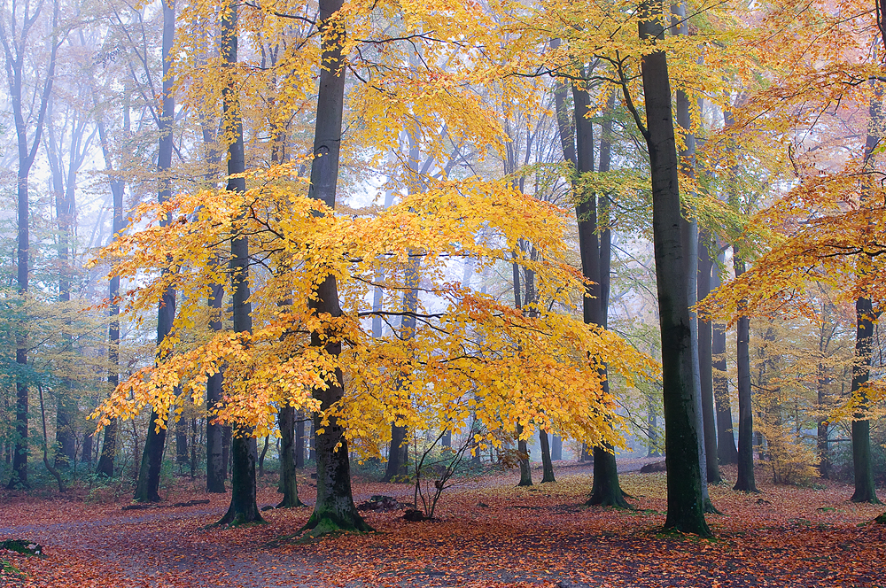 Bunter Herbstwald