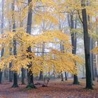 Bunter Herbstwald